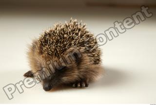 Hedgehog - Erinaceus europaeus  0070